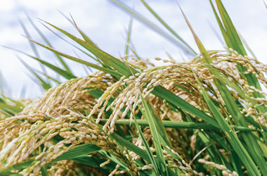 玄米と白米の違い、血糖値がゆるやかに上昇する玄米はダイエット効果が高い