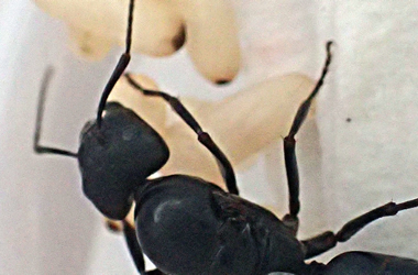 大きい蟻の種類 やけにでかいクロオオアリとムネアカオオアリって何 Craftman S Blog