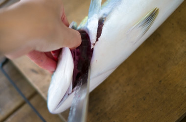魚を捌くおすすめの包丁は小ぶりの出刃です